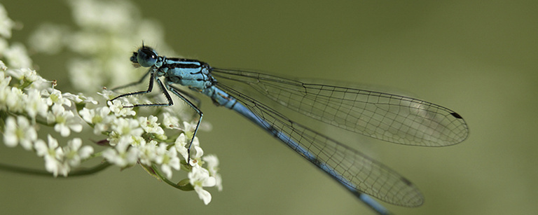 MI-F - Montpothier.jpg