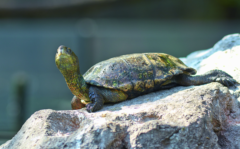 MI-F - Cistude d'Europe