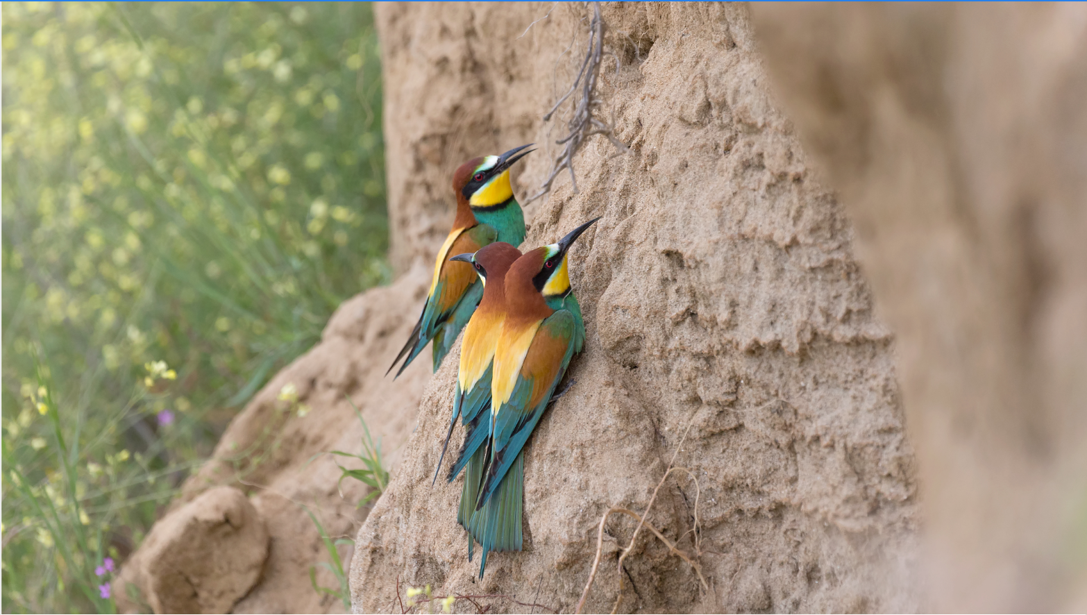 MI-F - Carrières et biodiversité